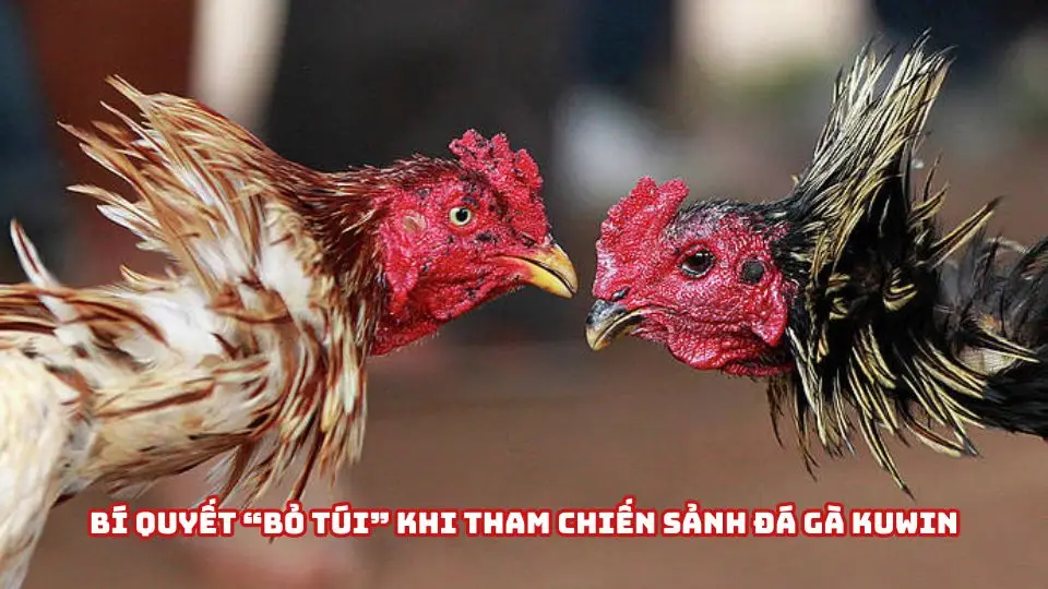 Một số bí quyết giúp bạn chinh phục đá gà Kuwin