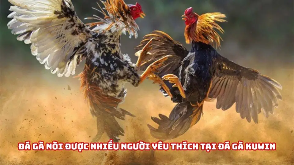 Đá gà nòi được nhiều người yêu thích tại đá gà Kuwin