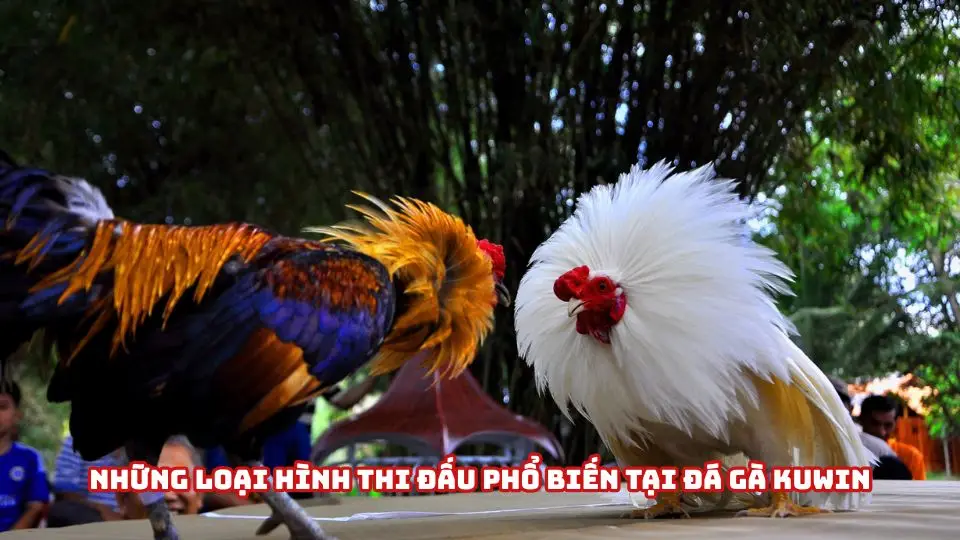 Hình thức đấu kê có mặt trong sảnh đá gà Kuwin