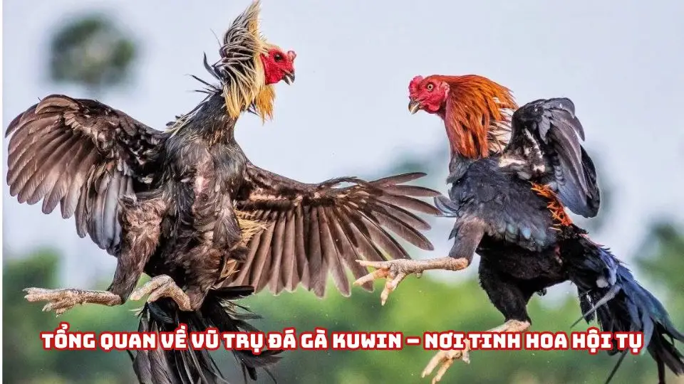 Sảnh đá gà Kuwin mở ra thế giới đấu kê sống động