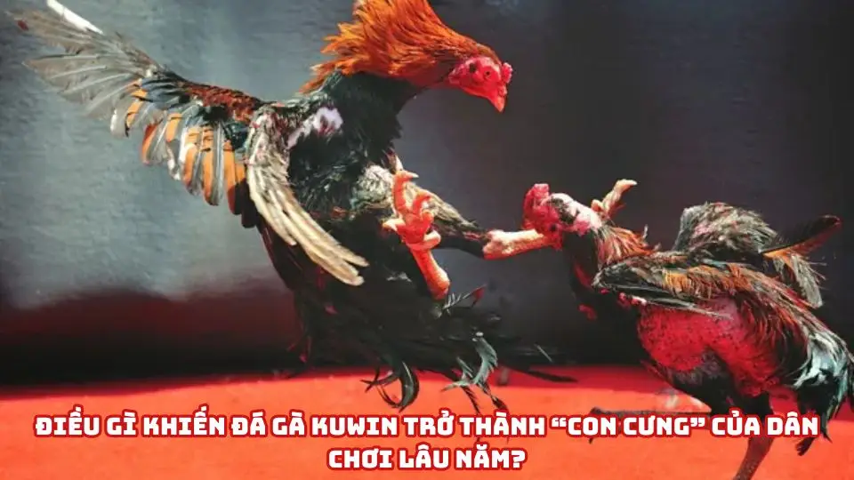 Những điểm nổi bật chỉ có tại đá gà Kuwin